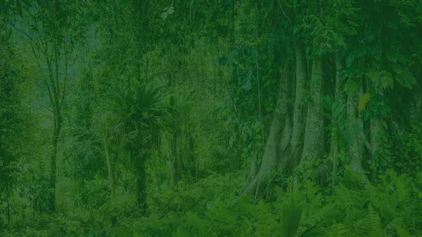 Vanishing Footprints: The Race to Protect Isolated Indigenous Peoples in the Amazon