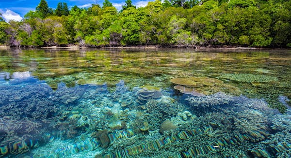 Ocean Frontiers at Risk: Fossil Fuel Expansion Threats to Biodiversity Hotspots and Climate Stability