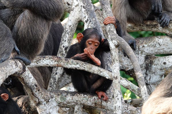 New Report Reveals Oil Exploration Threatens Republic of Congo's Most Biodiverse Protected Area