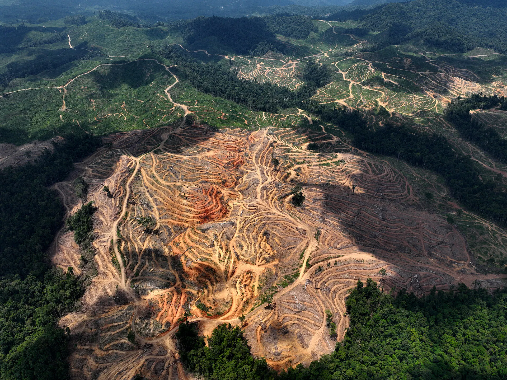 Clear Cutting in Gorontalo province, Indonesia
