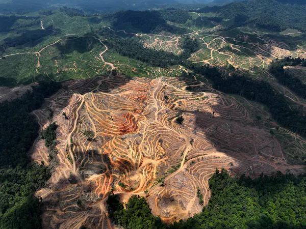 New Analysis Shows Deepening Threats to Biodiversity and Indigenous Peoples from Indonesia’s Wood Pellet Supply Chains