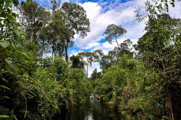 New mapping analysis exposes expanded oil plans in the DRC, endangering ecosystems and communities