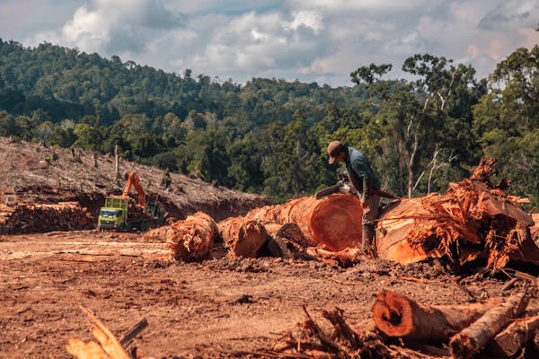  Unheeded Warnings: Forest Biomass Threats  to Tropical Forests in Indonesia and Southeast Asia