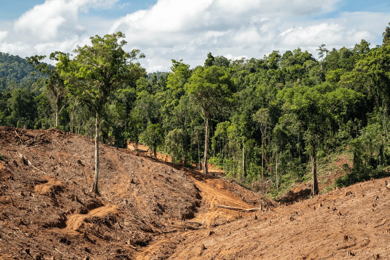 Rush to Burn Wood for Energy Threatens Indonesian and Southeast Asian Forests & Communities