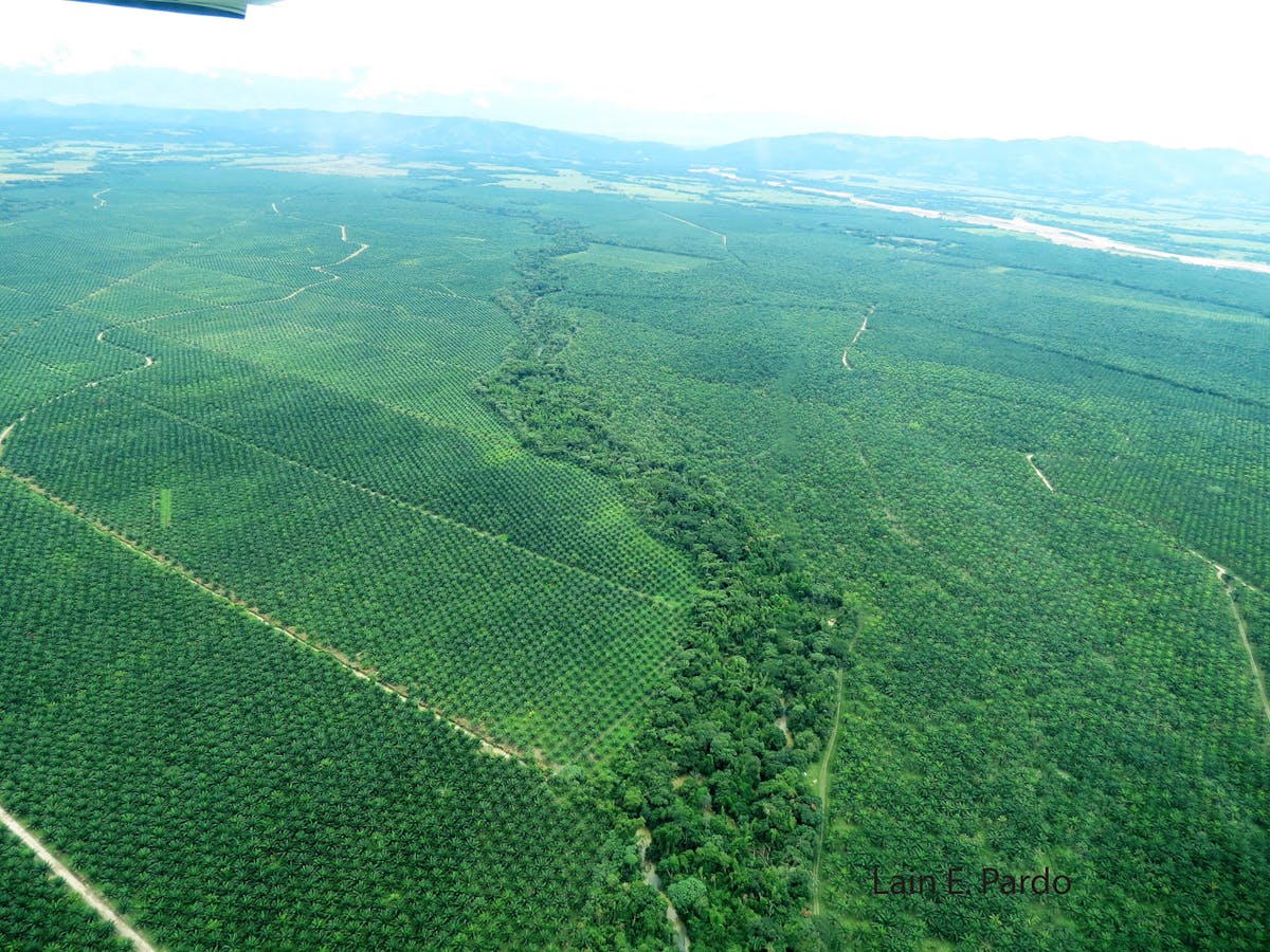 How much oil palm can we grow without drastically impacting mammal communities in Colombia?