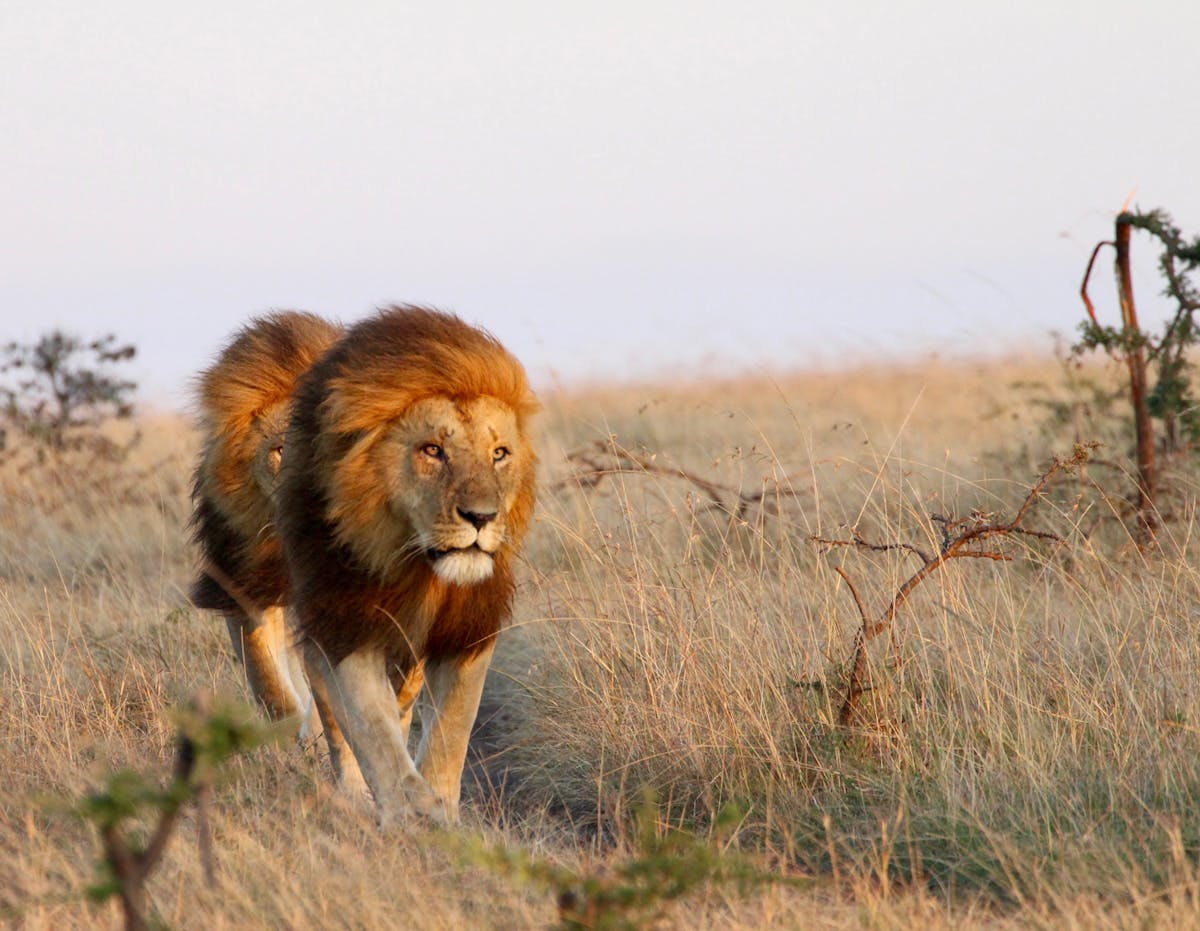 More than USD1 billion per year needed to secure Africa’s protected areas with lions