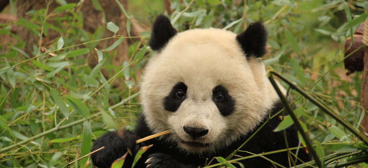 China creates giant panda heaven
