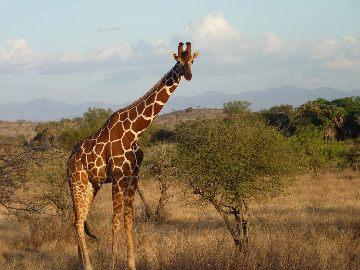 Tall Quiet And Vanishing Responding To The Silent Extinction Of Giraffes The Leonardo Dicaprio Foundation