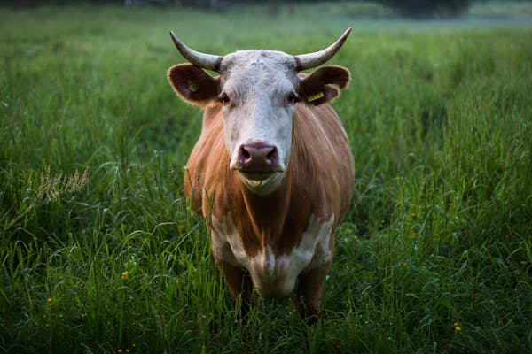 Can responsible grazing make beef climate-neutral?