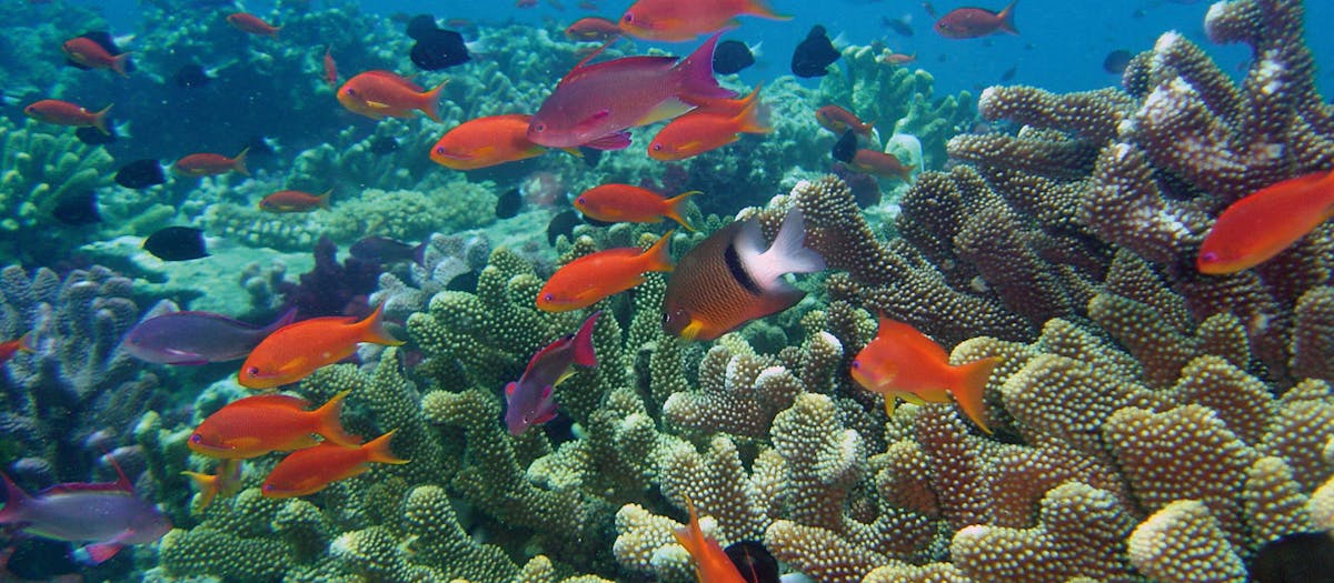 replenishing coral reefs in