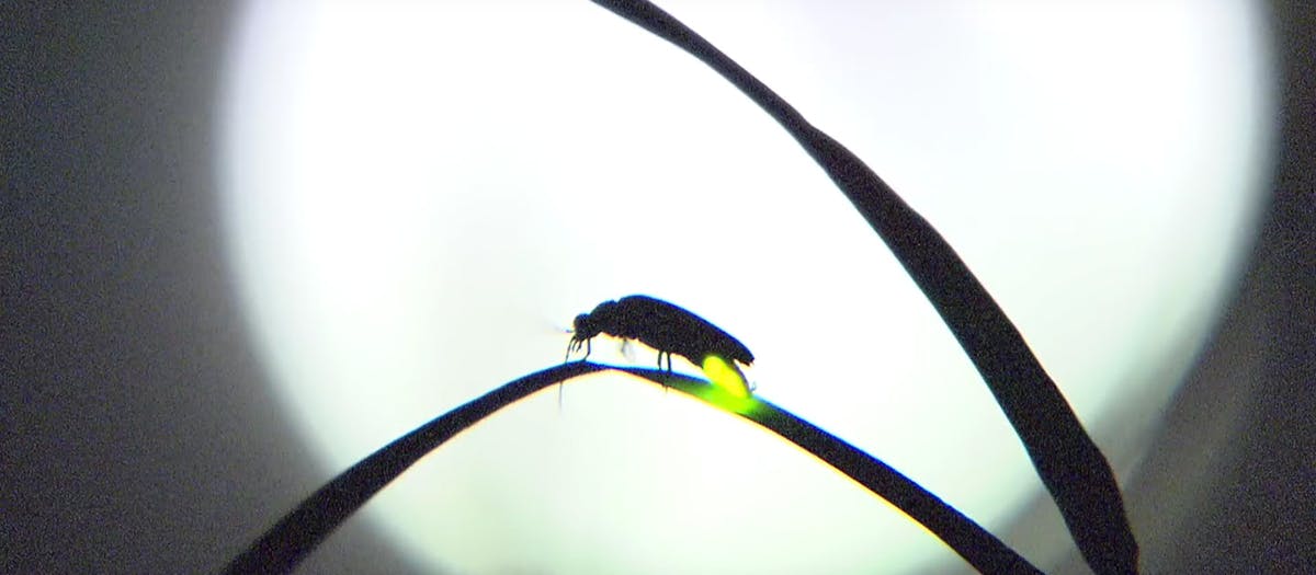 New Film ‘Biomimicry’ Explores Nature’s Technology