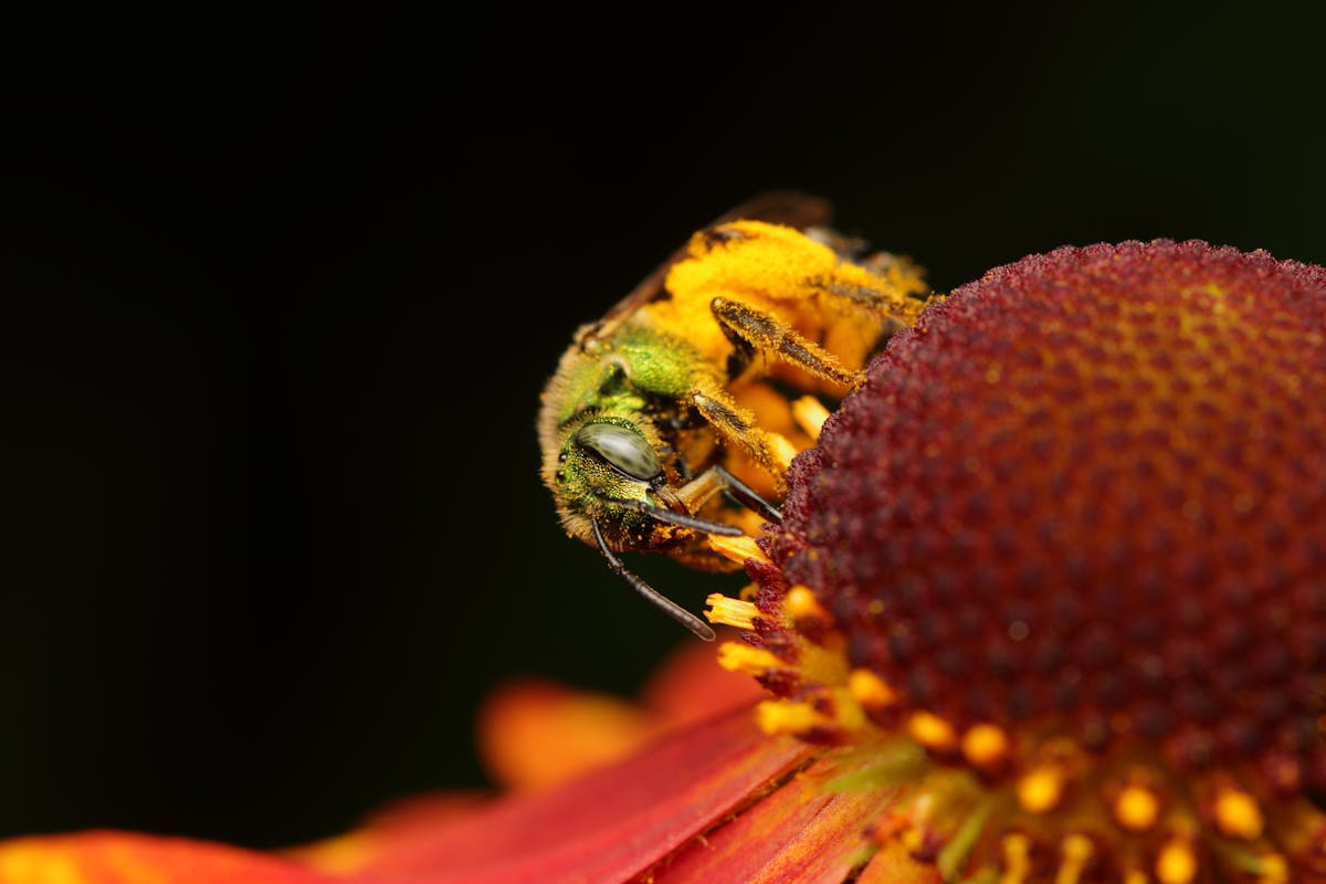 Six ways to help pollinator populations thrive