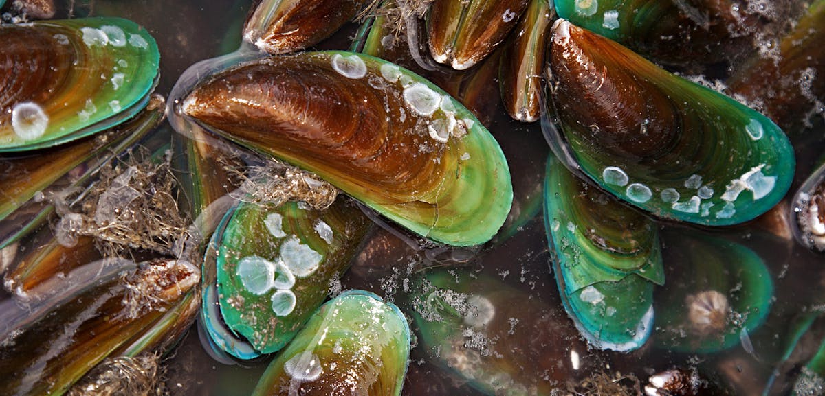Māori mussel memory