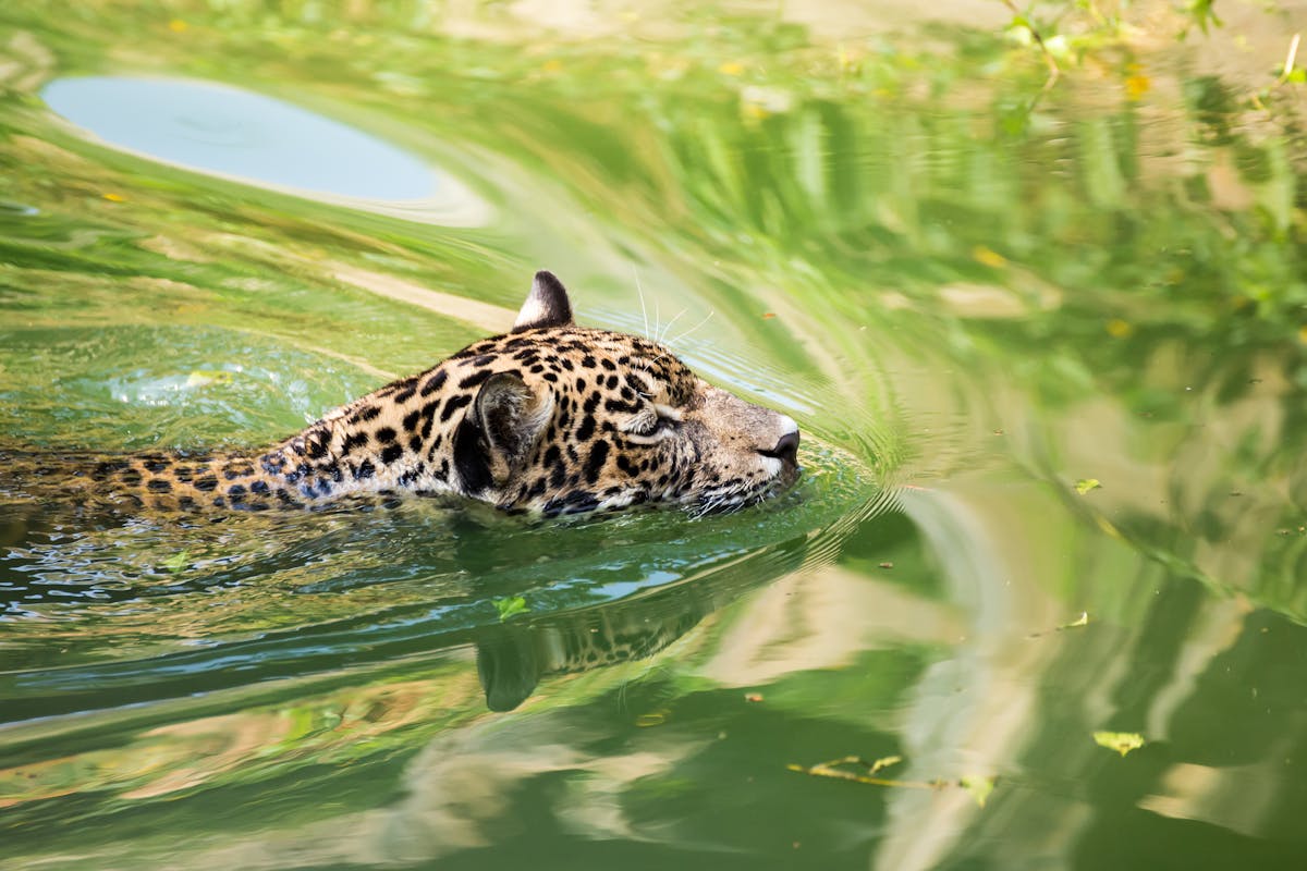Jaguar conservation goes global
