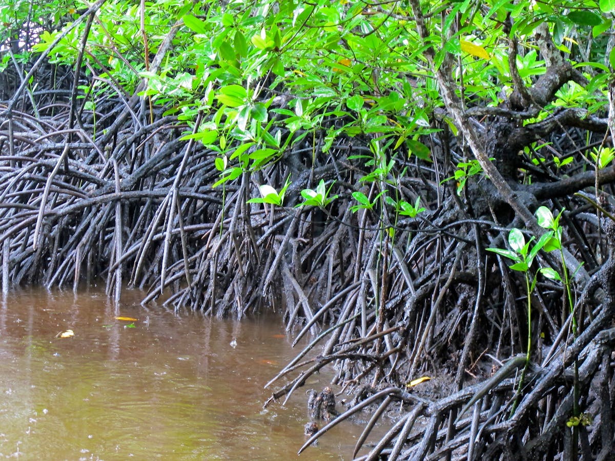 New study finds catastrophic loss of mangroves