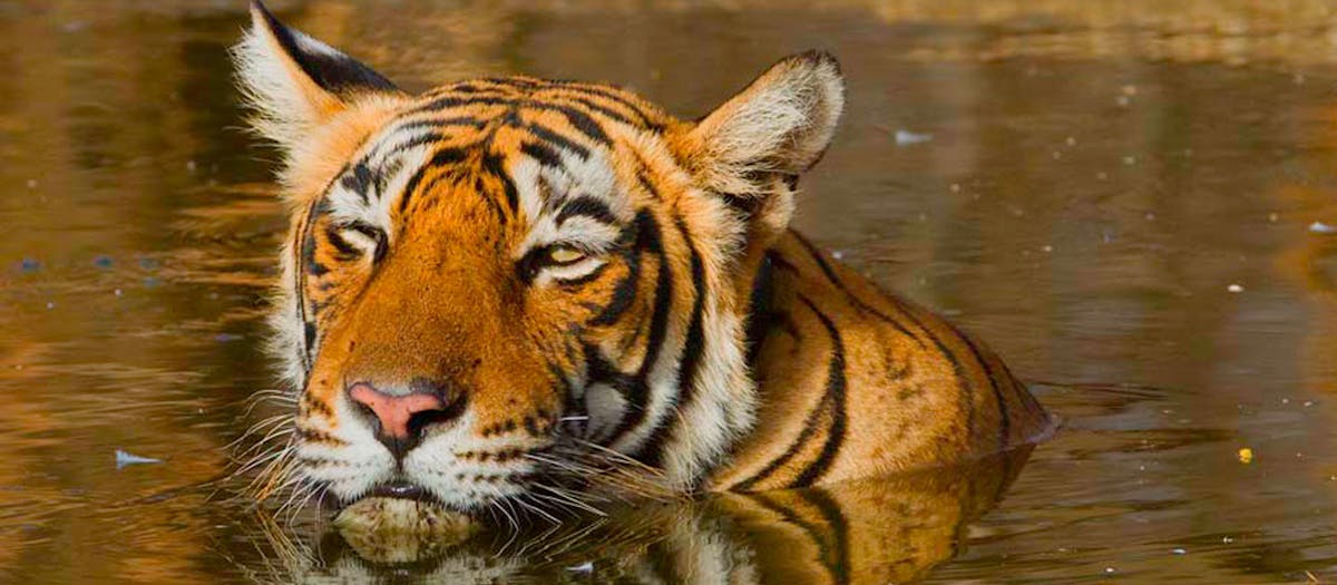 protecting wild tigers in