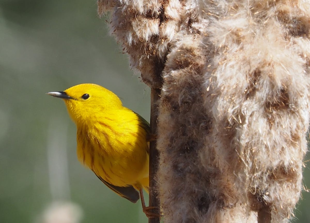 Can birds’ genes predict their response to climate change?