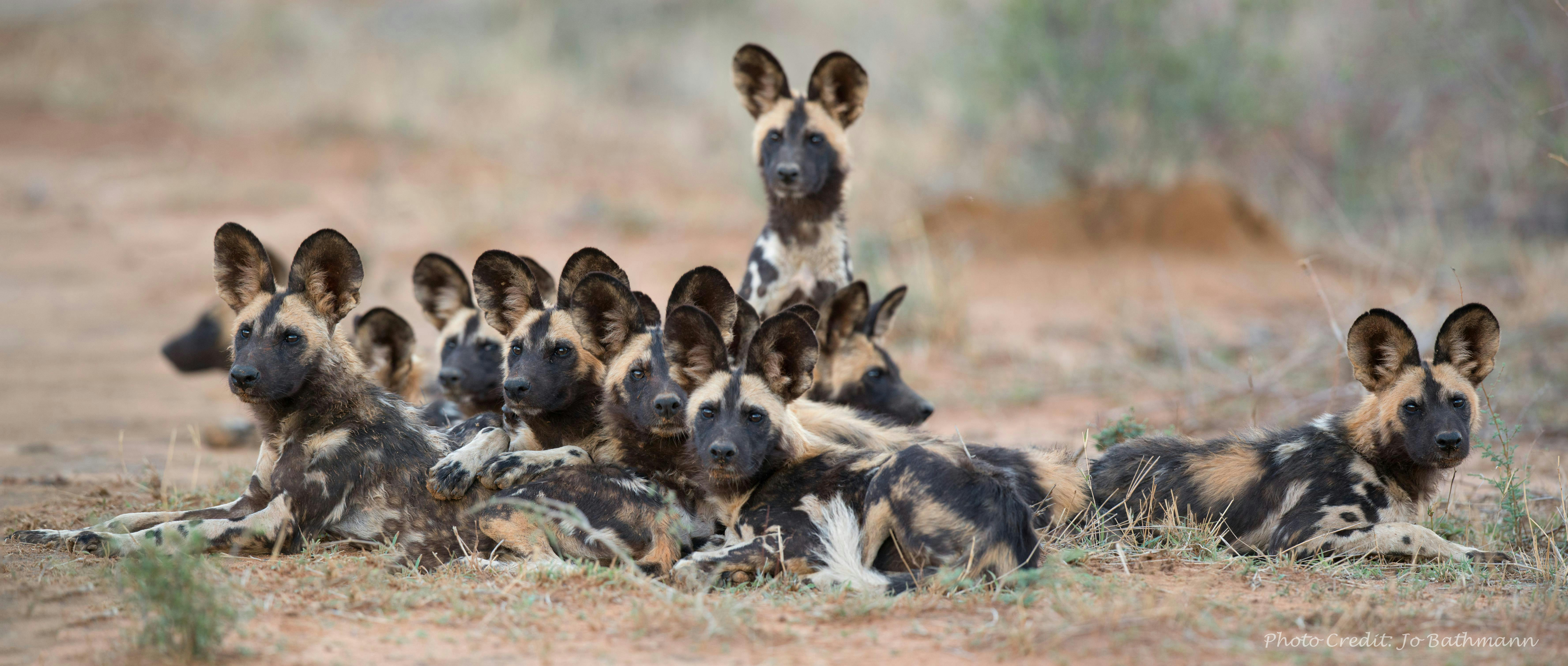 wildlife conservation in northern