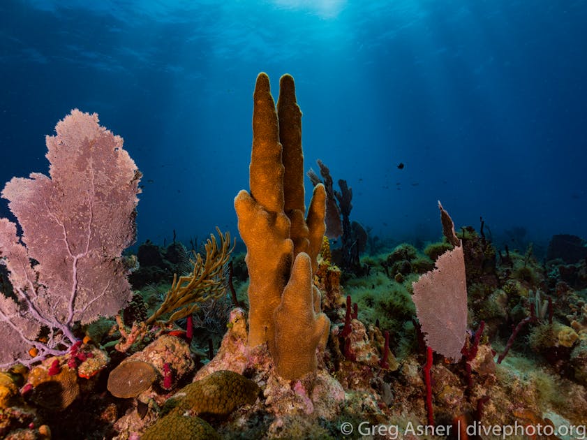 Coral reefs in the French overseas territories: the impact of chemicals is  confirmed  Anses - Agence nationale de sécurité sanitaire de  l'alimentation, de l'environnement et du travail