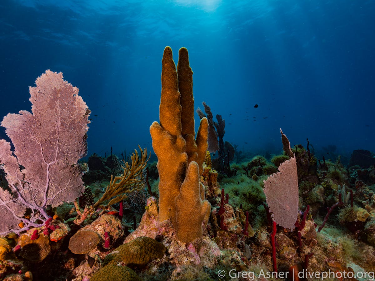 Bold initiative aims to protect coral reefs in the Dominican Republic