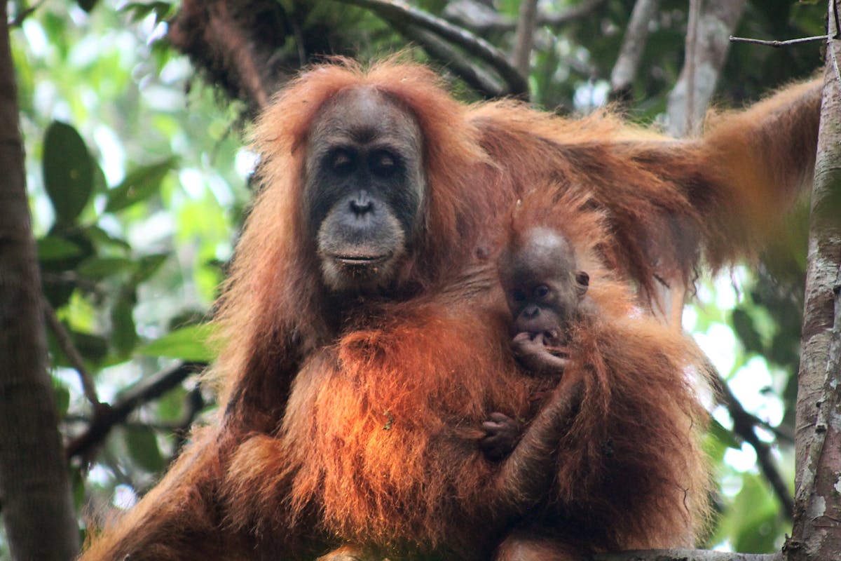 New Great Ape species discovered: the Tapanuli Orangutan