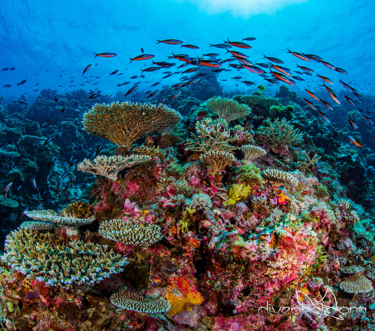 Reefscape: a global reef survey to build better satellites for coral  conservation | One Earth