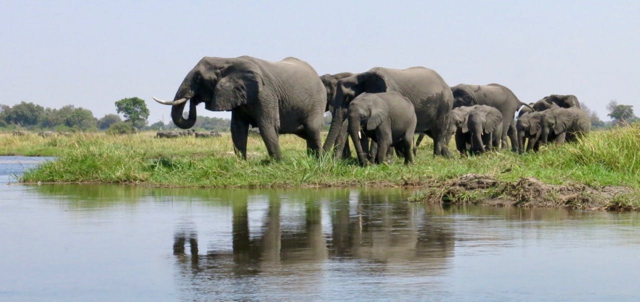 Mixed News for Elephants in 2022