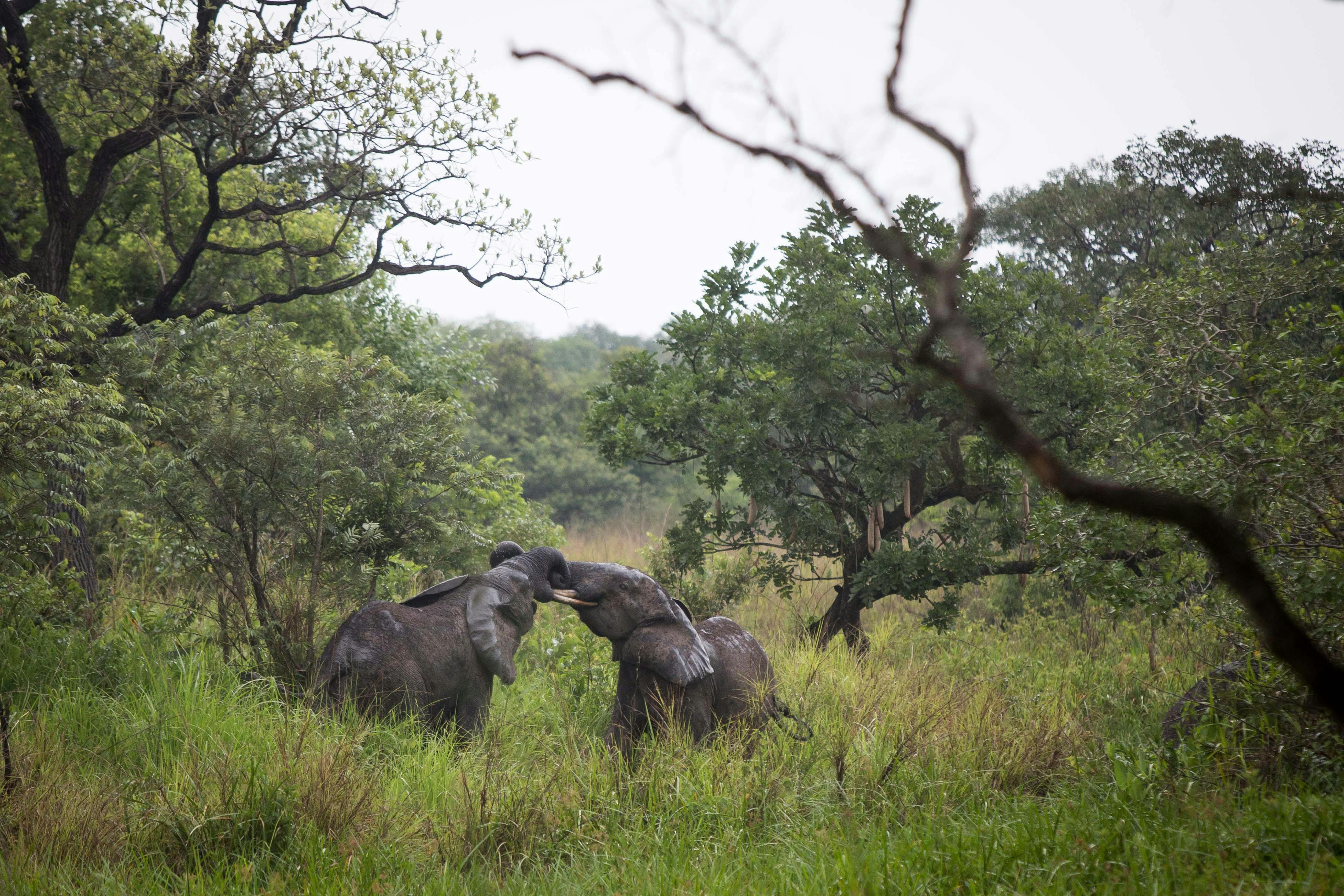 Protecting Elephant Landscapes