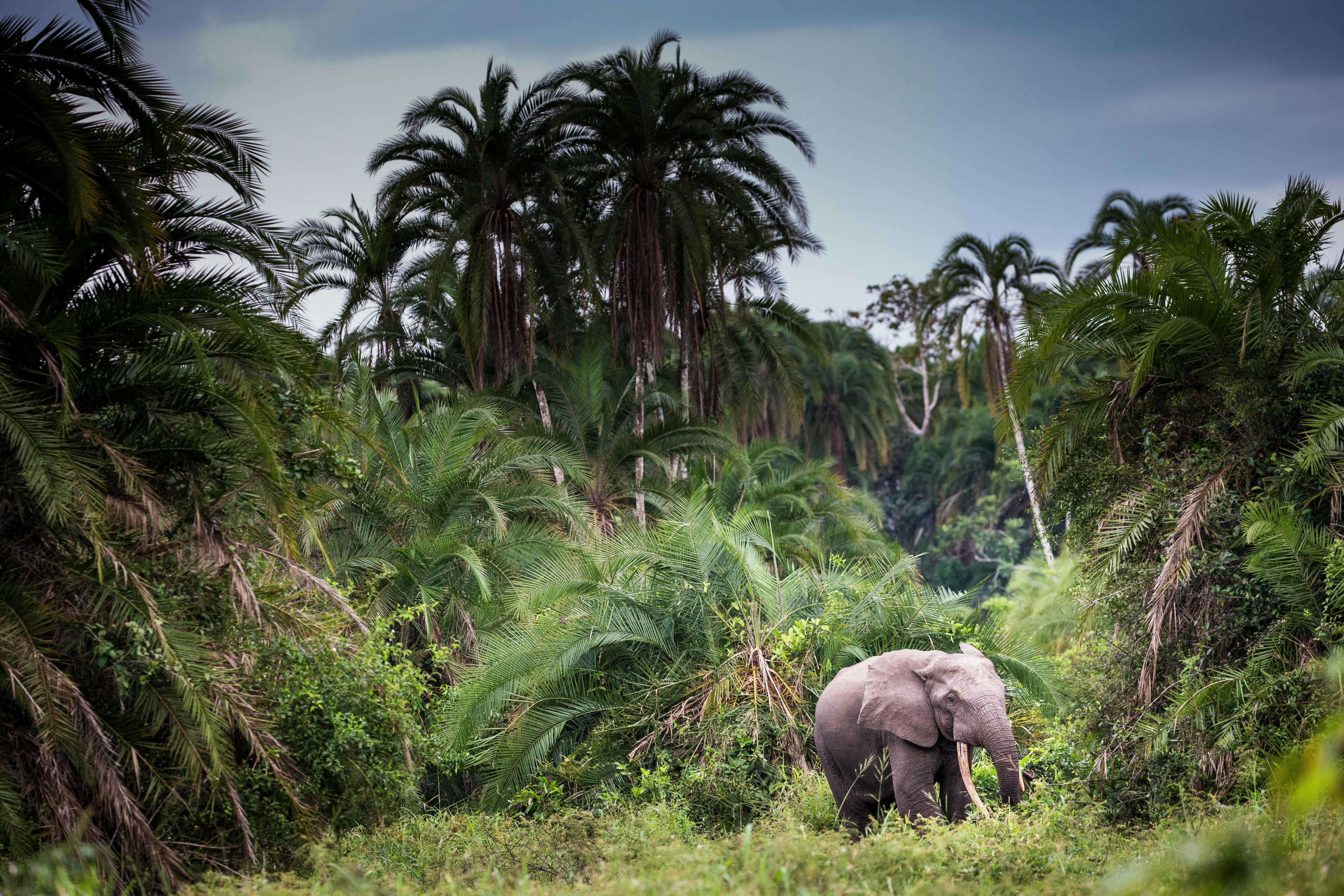 The Battle to Protect an Elusive Population of Forest Elephants in the Congo 