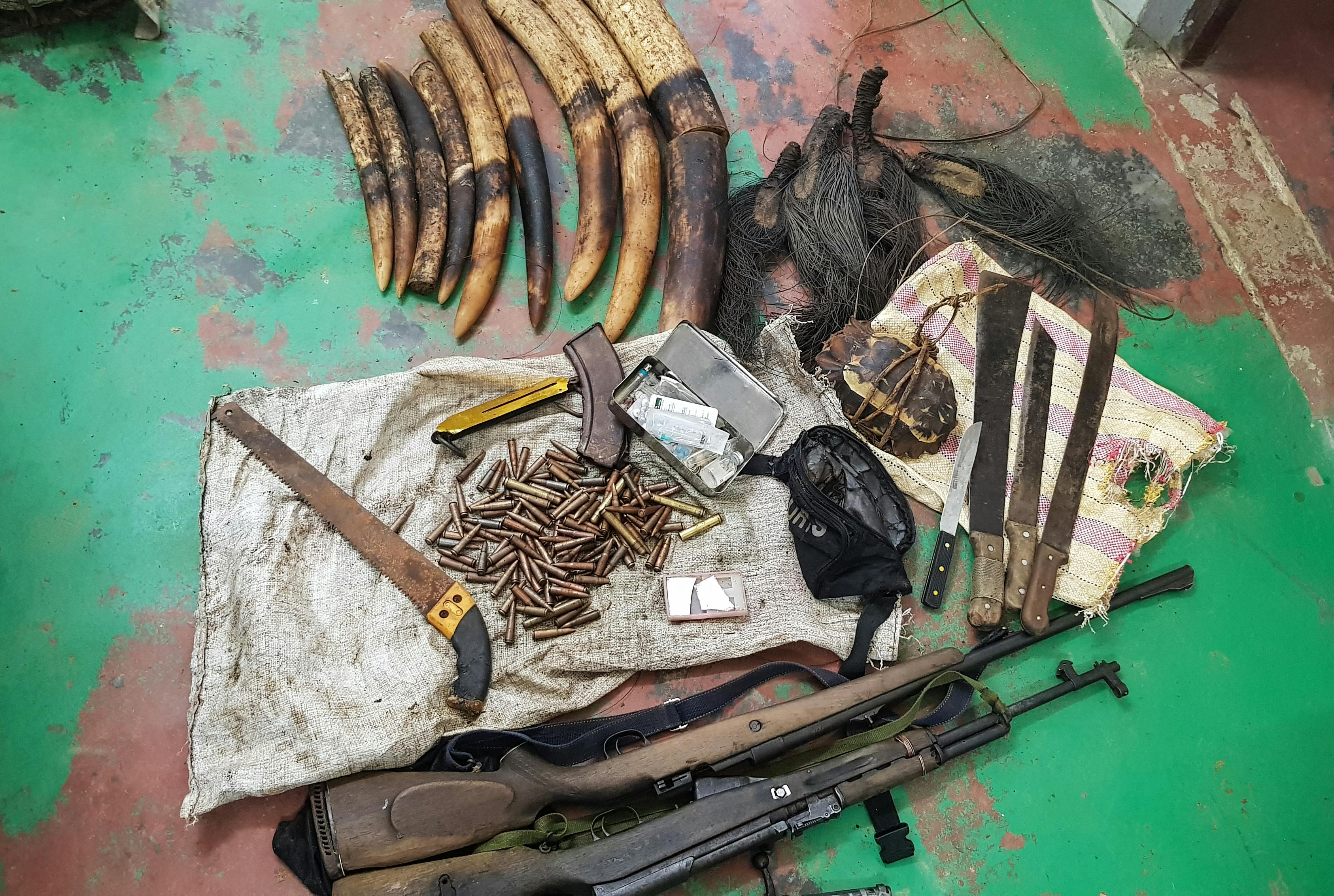 Professionalized Anti-poaching Operations Lead To Arrest and Conviction of Four Elephant Poachers in the Republic of Congo