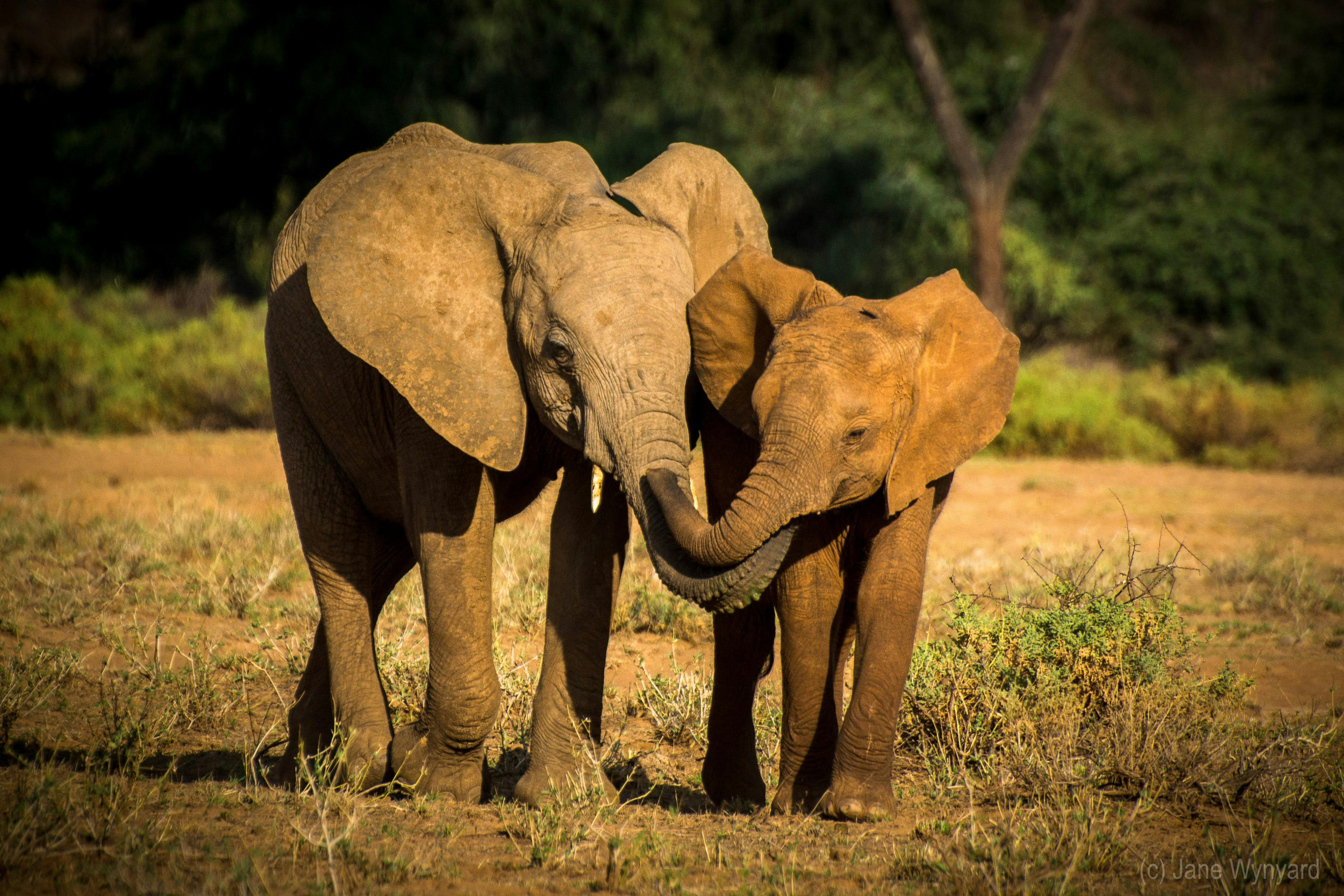 Download Home Elephant Crisis Fund