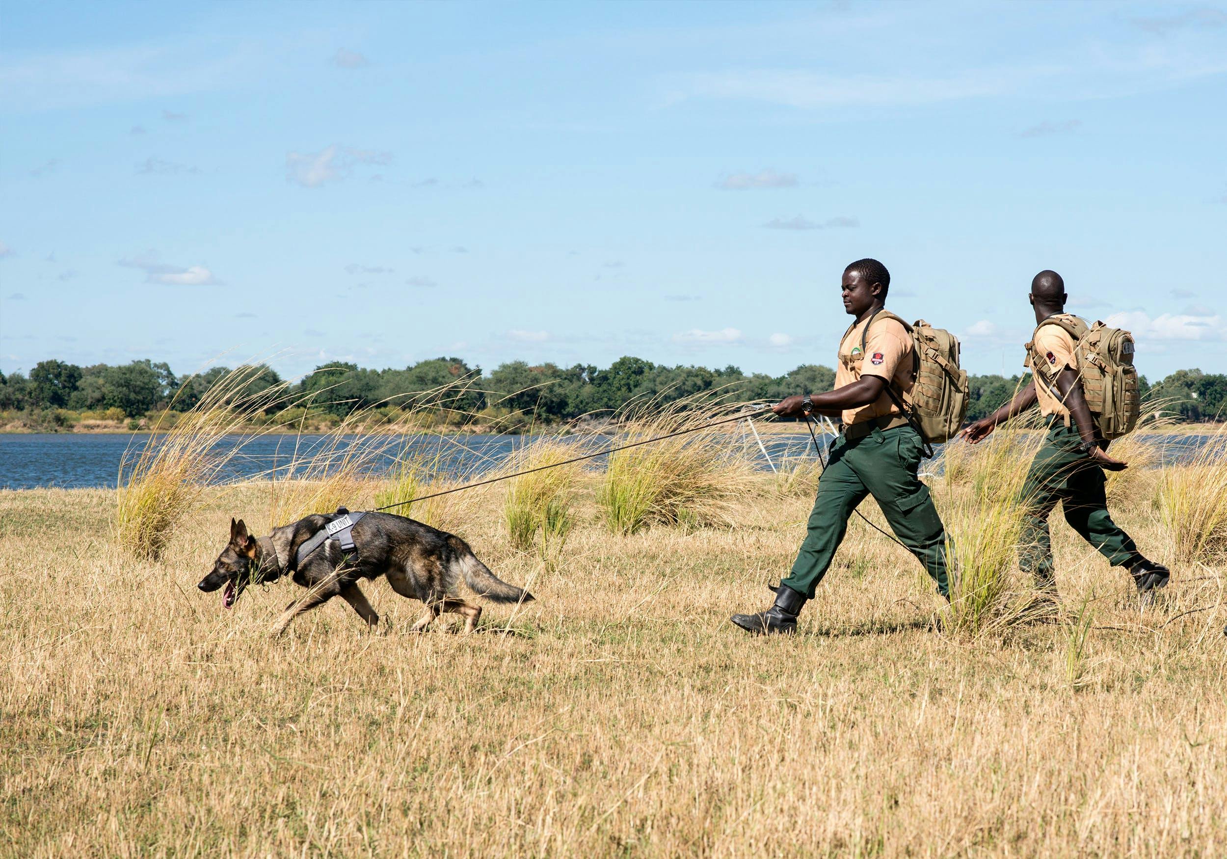 Sniffer dog unit, Zambia
