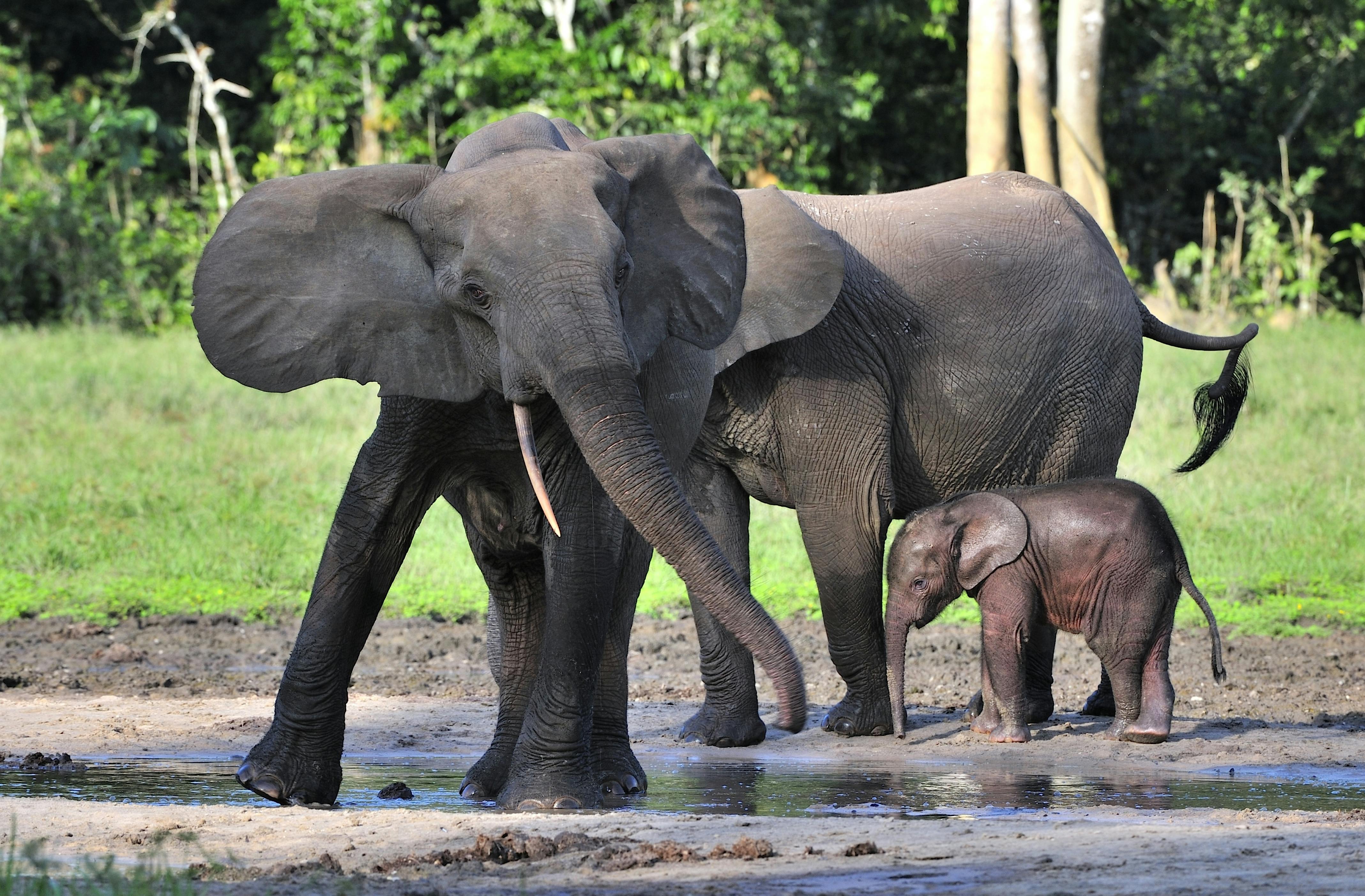 Help Forest Elephants this #WorldElephantDay