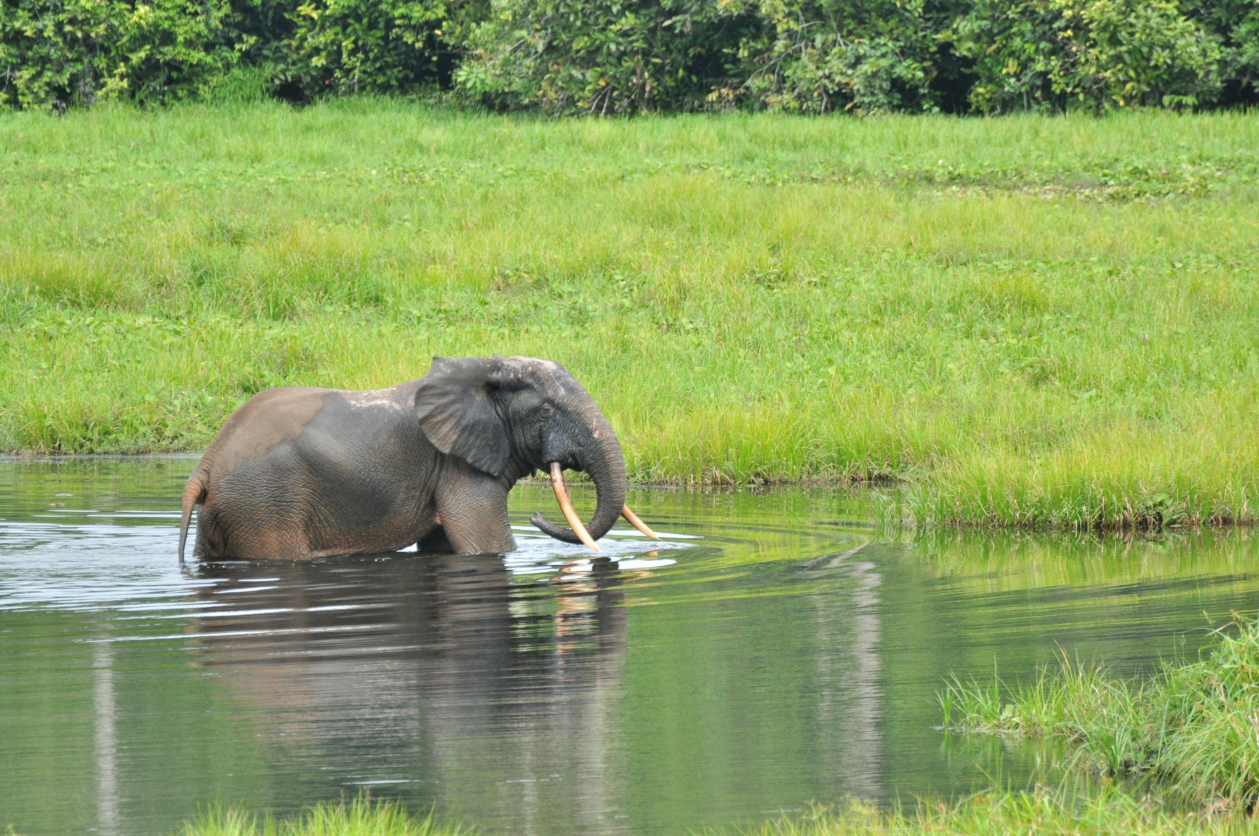 Congo: Elephant poacher and wildlife trafficker sentenced to 30 years in prison