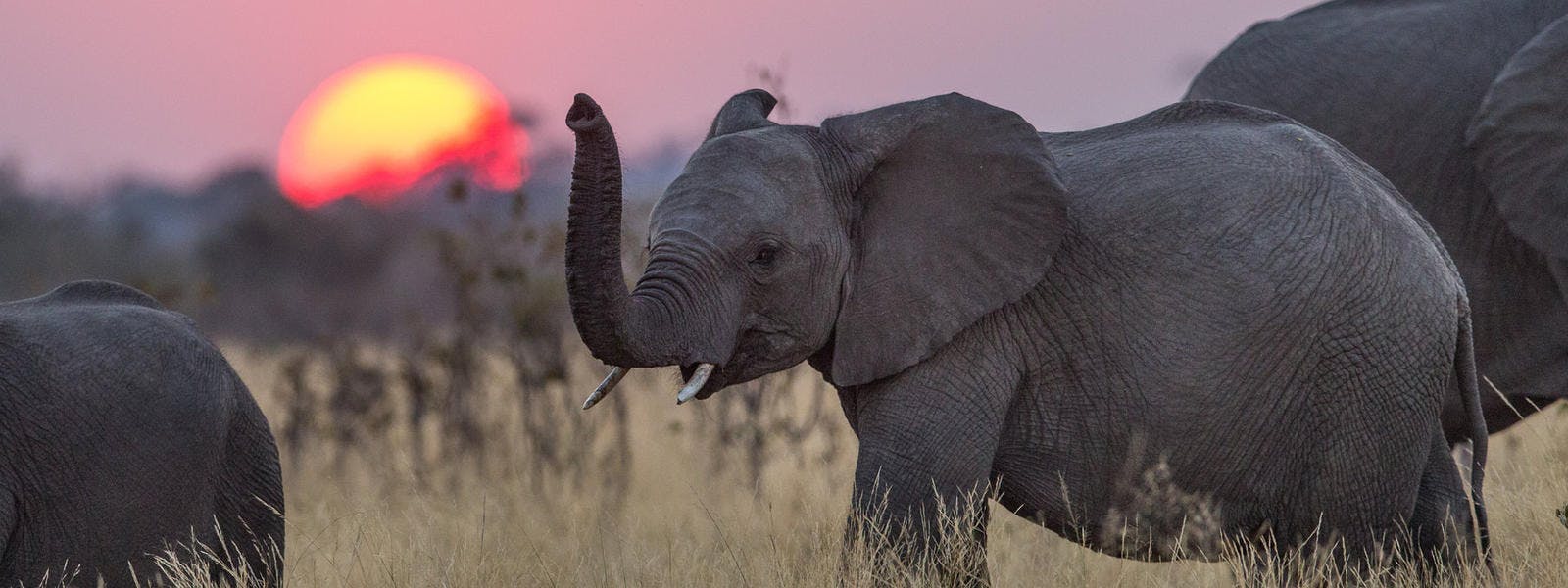 home elephant crisis fund