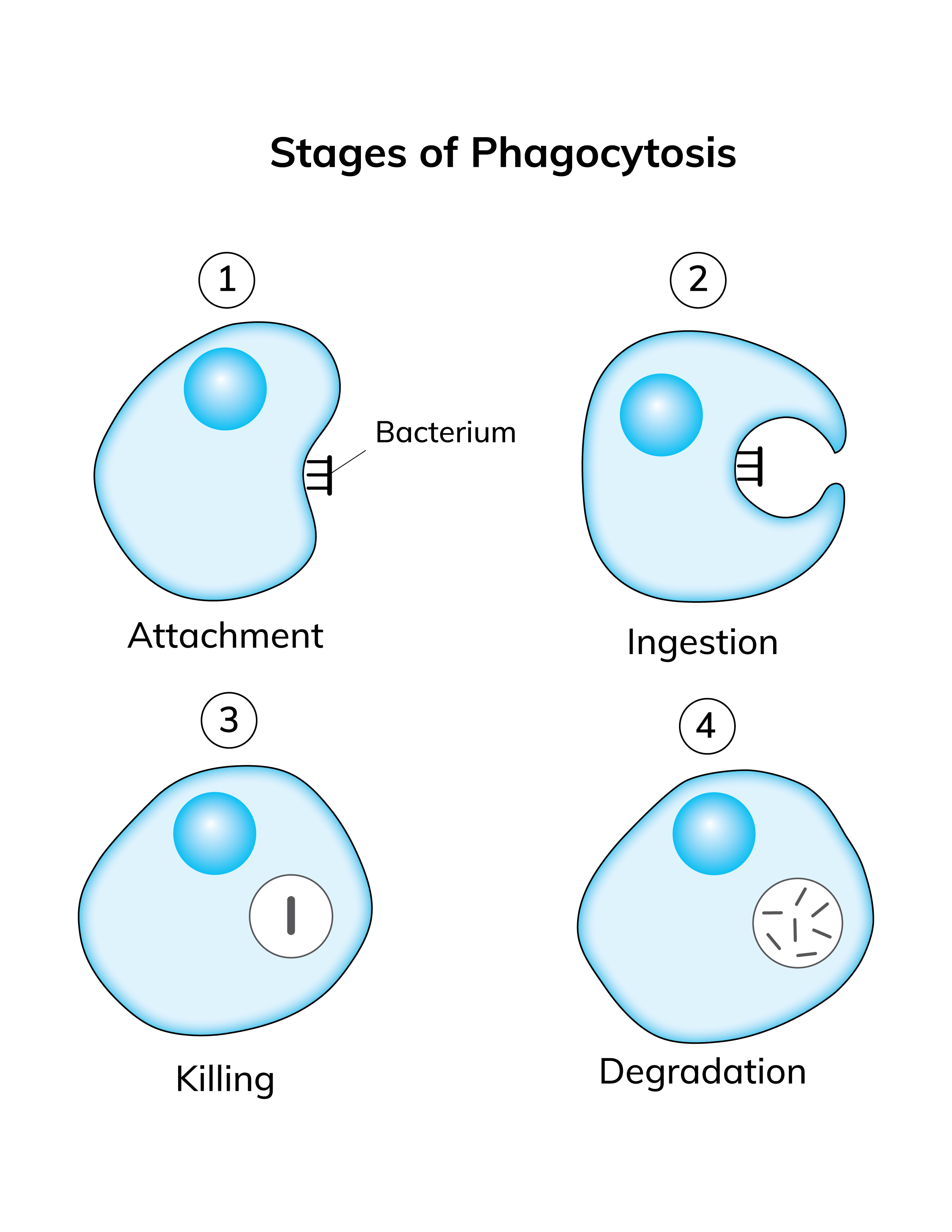 Phagocytosis Stages