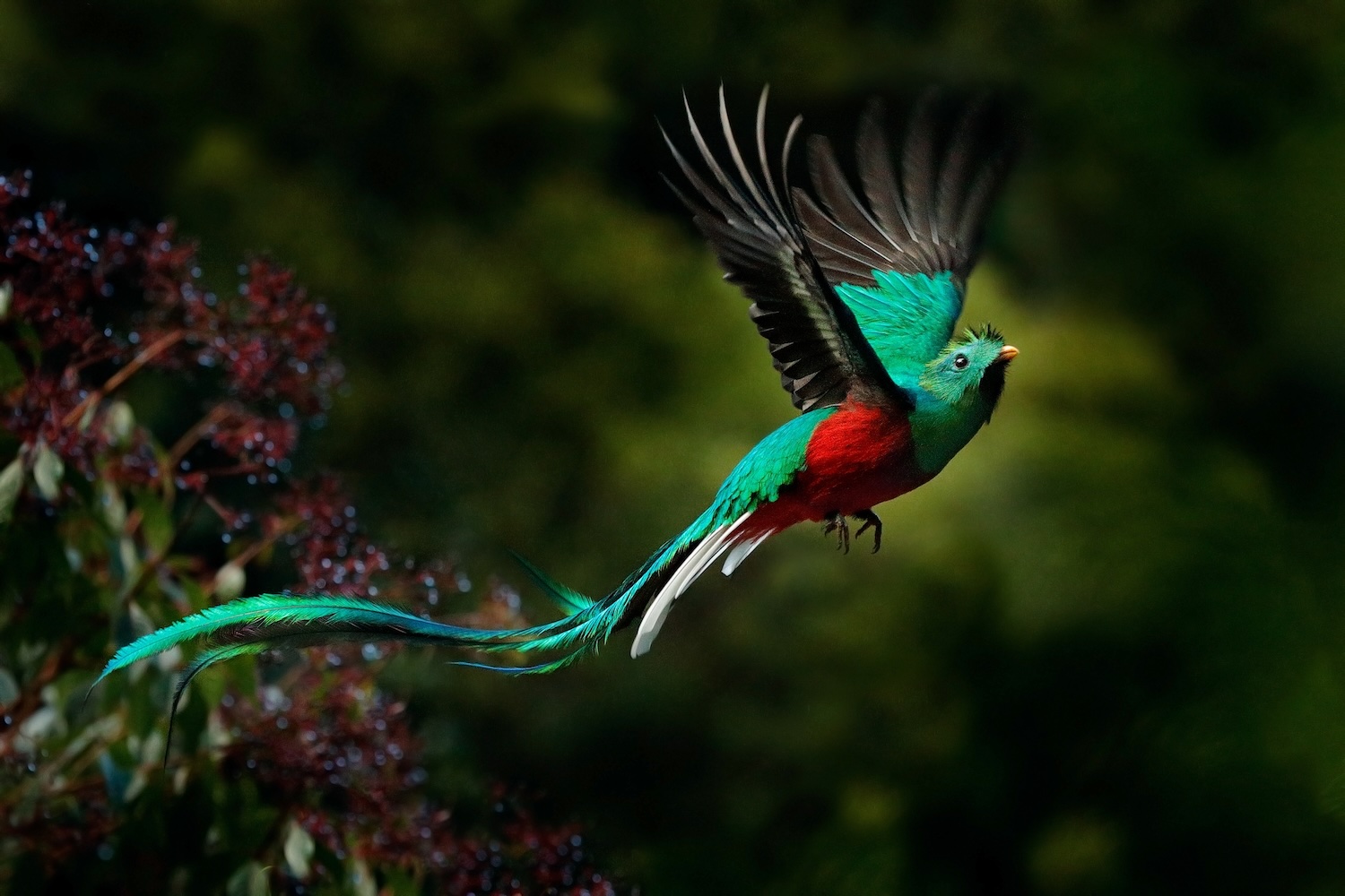 Flying Resplendent Quetzal, Pharomachrus mocinno, Savegre in Costa Rica.