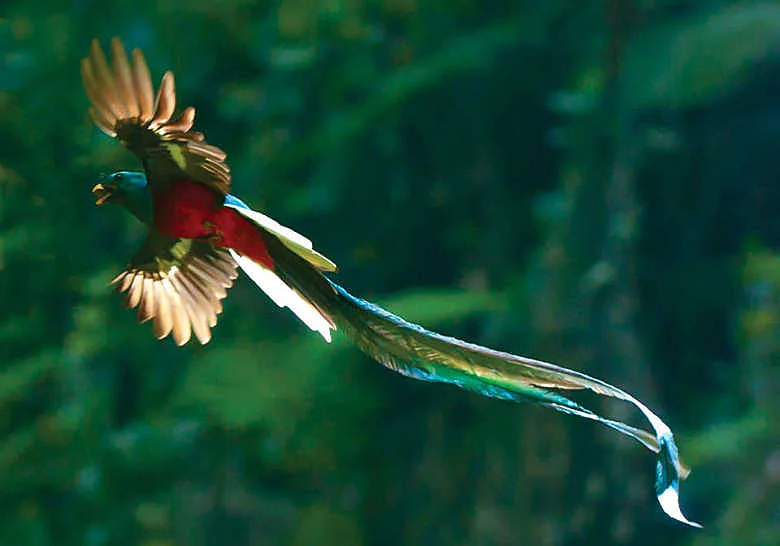 Resplendent quetzal