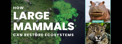 Restoring large mammal assemblages paper published