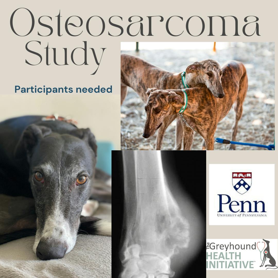 Has your dog been diagnosed with Osteosarcoma and is scheduled (or going to be scheduled) for a limb amputation?  If so, you and your veterinarian surgeon can participate in a study.