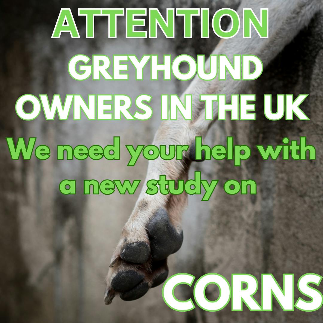 Greyhounds Needed for study in the UK