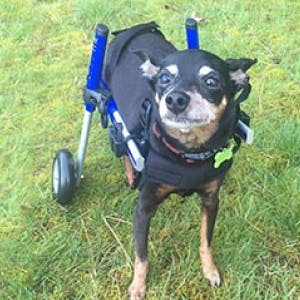 Handicapped Pets Foundation