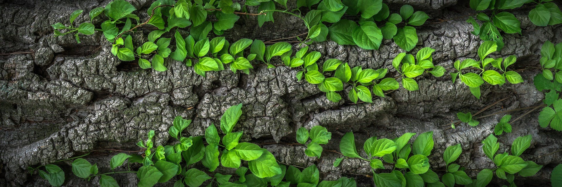 Acuerdo Mundial para la Naturaleza