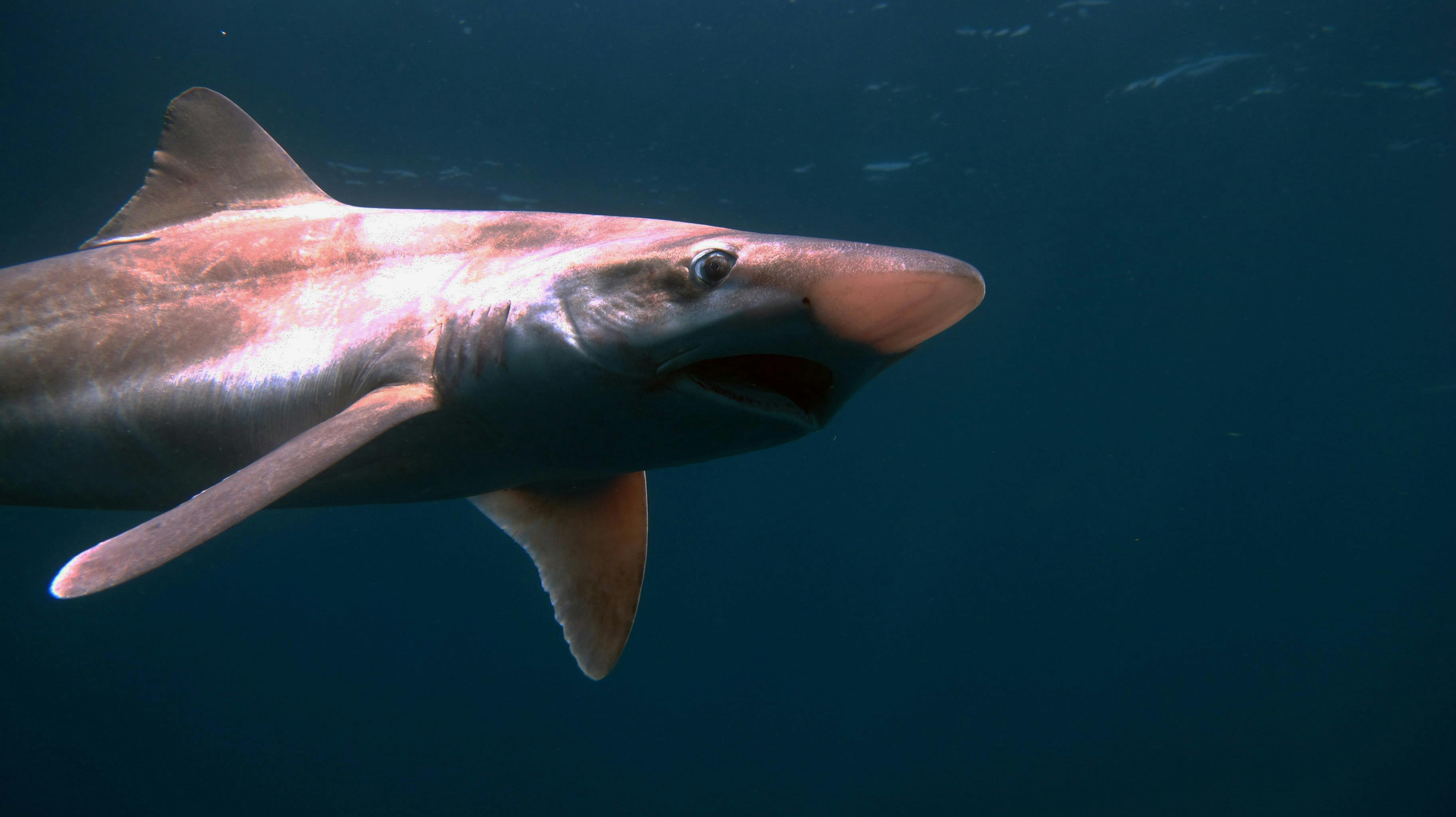 Conservation Actions for Sharks and Skates in Patagonia