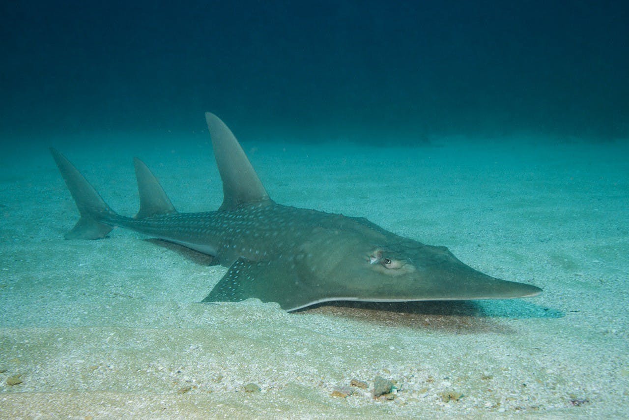 CITES – Delivering Comprehensive Trade Regulation to Drive Global Shark Conservation (Year 2) 