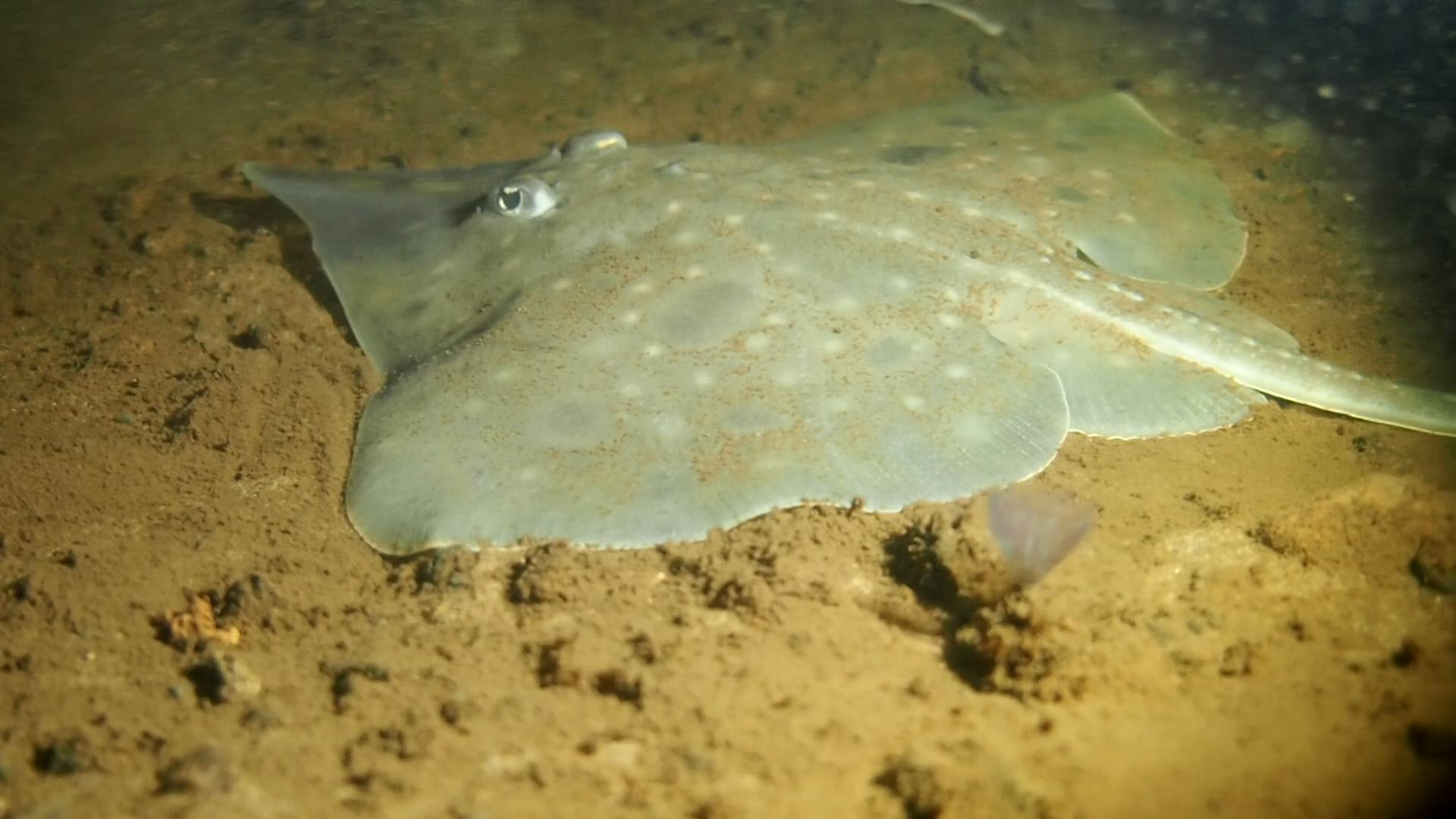 Use of Ancient Environmental DNA to Identify a Viable Site for Conservation of the Maugean Skate