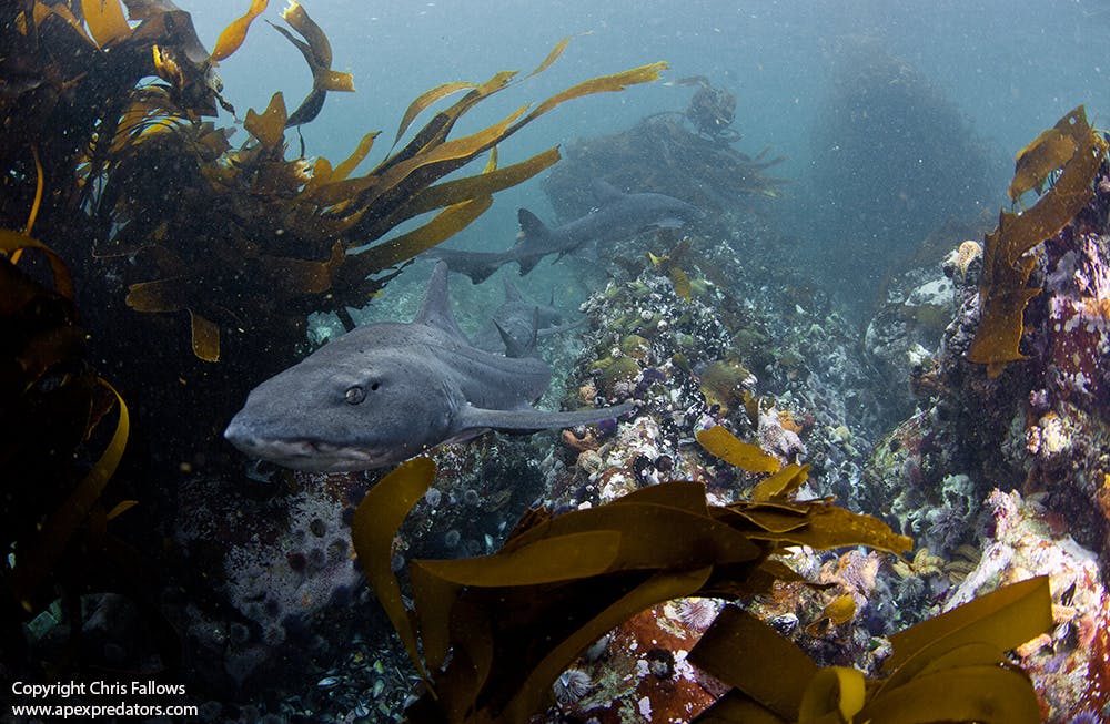 Evaluating the efficacy of a marine reserve for endemic and threatened sharks off South Africa