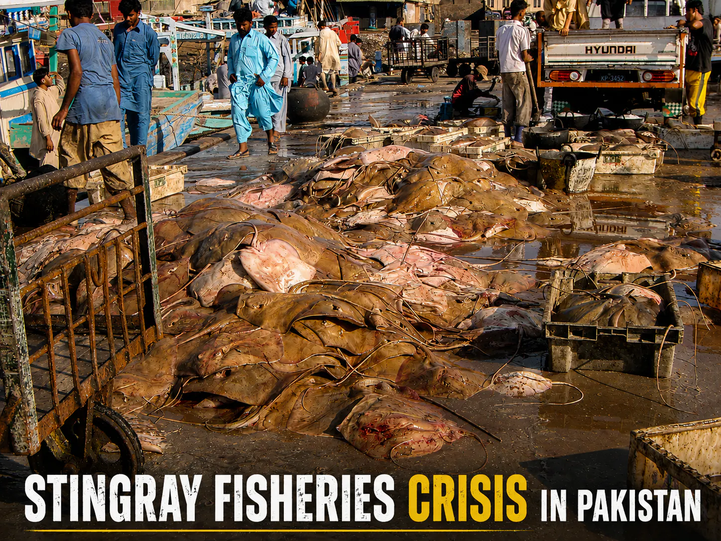 Stingray Fisheries Assessment and Conservation Planning in the Coastal Waters of Pakistan