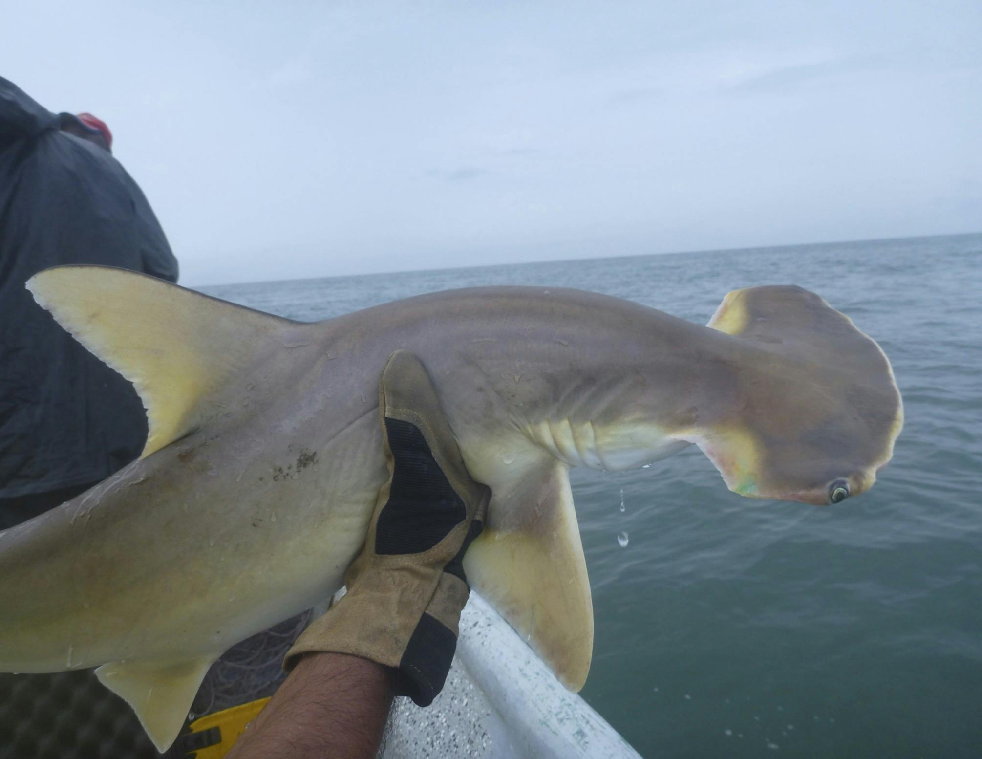Reducing catch and post-release mortality of elasmobranchs in small-scale fisheries of Colombia