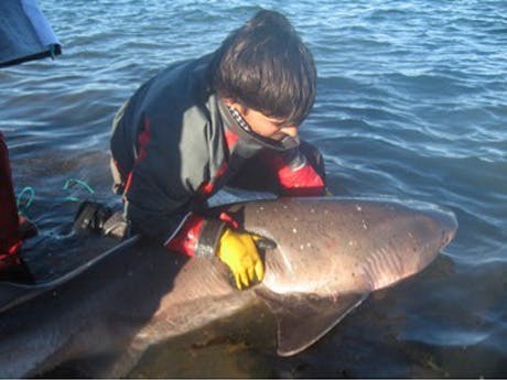 Sharks from the Interjurisdictional Marine Coastal Park Patagonia Austral (PIMCPA) -- A research and conservation initiative